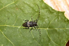 Leiopus linnei