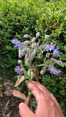 Borago officinalis