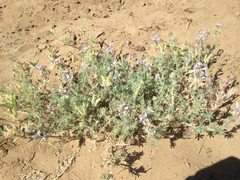 Lupinus