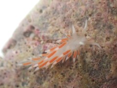 Coryphellina albomarginata