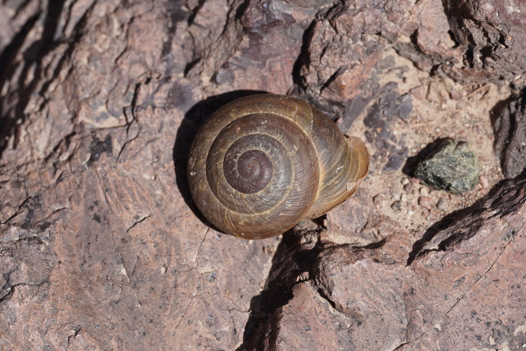 Hemicycla psathyra