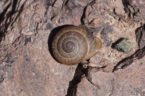 Hemicycla psathyra
