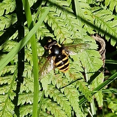 Sericomyia silentis