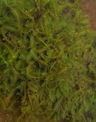 Chiloscyphus polyanthos