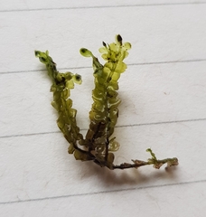 Chiloscyphus polyanthos