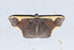 Plutodes warreni
