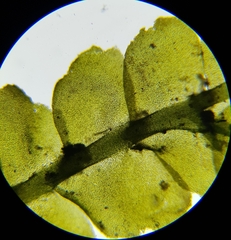 Chiloscyphus polyanthos