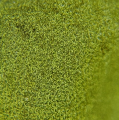 Chiloscyphus polyanthos