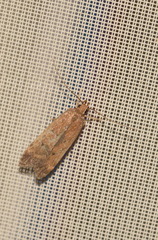 Helcystogramma lutatella