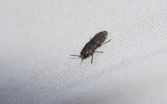 Acmaeodera cisti