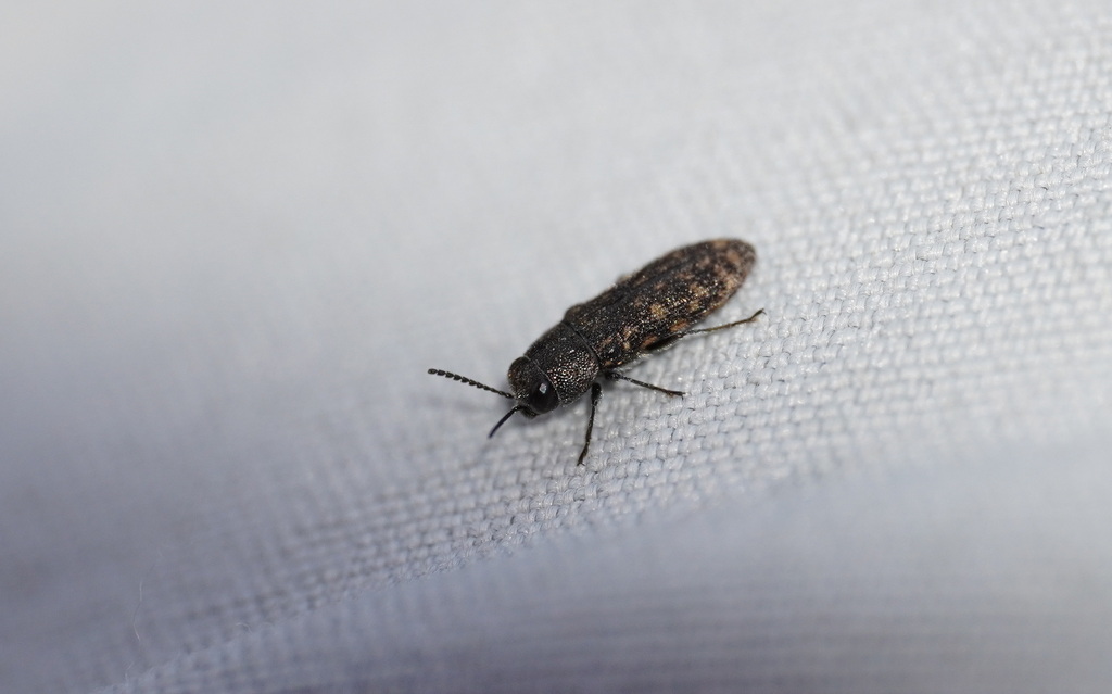 Acmaeodera cisti