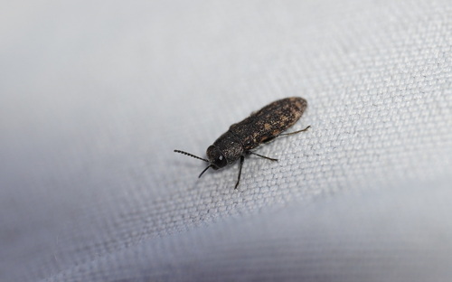 Acmaeodera cisti