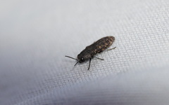 Acmaeodera cisti