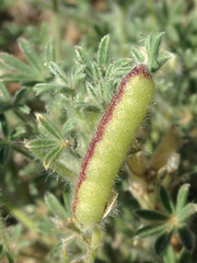 Lupinus