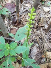 Platanthera flava flava