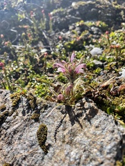 Pedicularis lanata