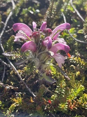 Pedicularis lanata