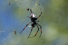 Trichonephila inaurata