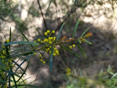 Acacia decora