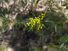 Acacia decora