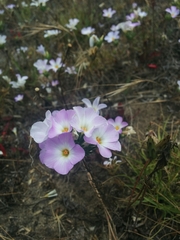 Leptosiphon grandiflorus