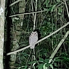 Megascops atricapilla