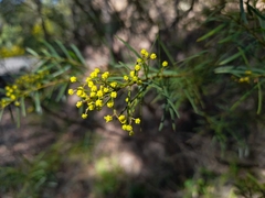 Acacia decora