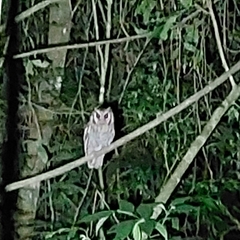 Megascops atricapilla