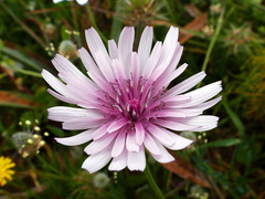Crepis rubra
