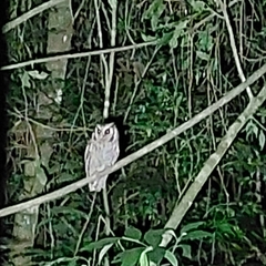 Megascops atricapilla