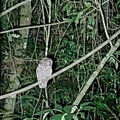 Megascops atricapilla