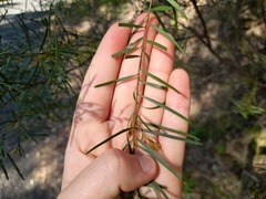 Acacia decora