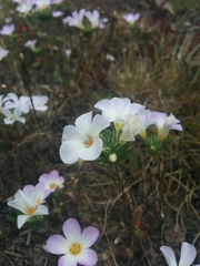 Leptosiphon grandiflorus