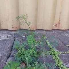 Cyclospermum leptophyllum