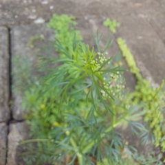 Cyclospermum leptophyllum