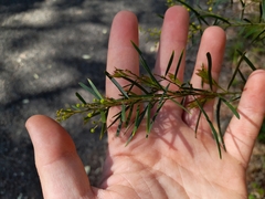 Acacia decora