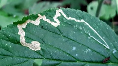 Stigmella splendidissimella