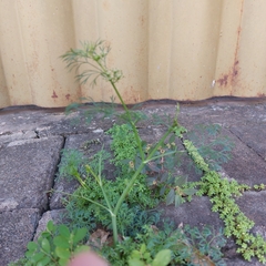 Cyclospermum leptophyllum