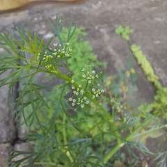 Cyclospermum leptophyllum