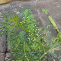 Cyclospermum leptophyllum