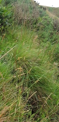 Ptychostomum pseudotriquetrum