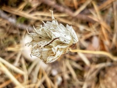 Armeria maritima elongata