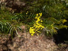 Acacia decora