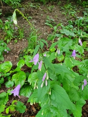 Campanula rapunculoides