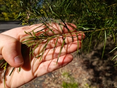 Acacia decora