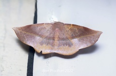 Sarcinodes restitutaria