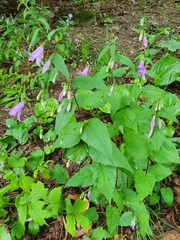 Campanula rapunculoides