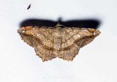 Chiasmia azataria