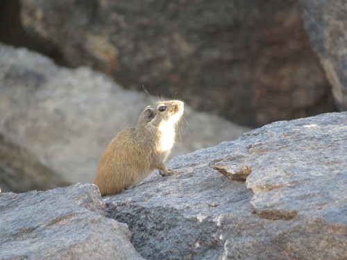 Dassie Rat