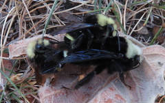 Bombus vosnesenskii